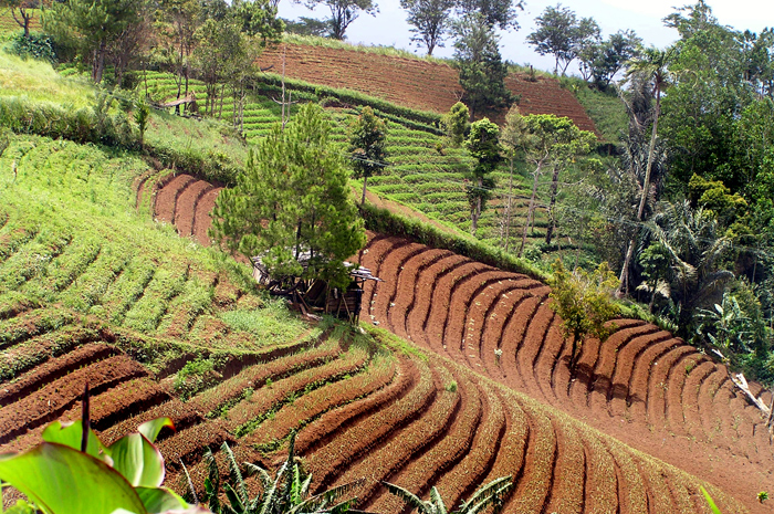 Traditional agriculture in Tomohon, Minahasa highland