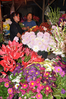 Fresh flower in Tomohon market