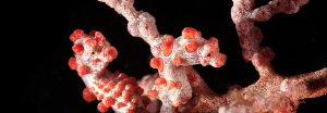Diving Lembeh