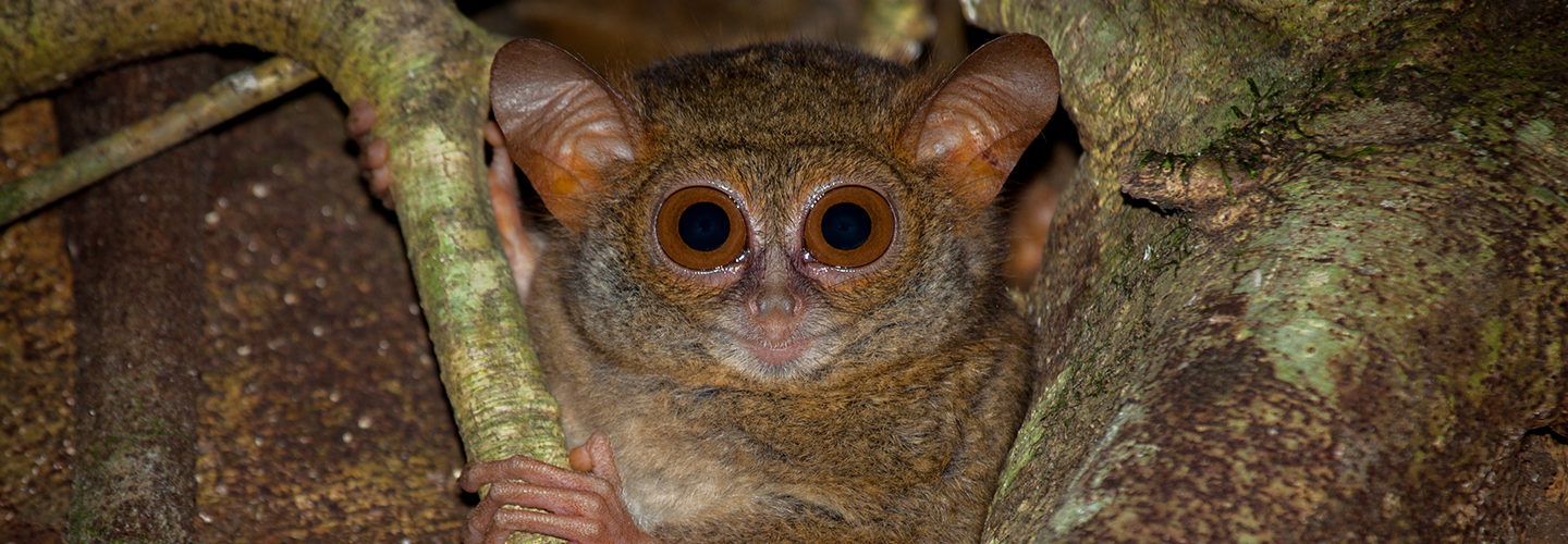 Discover amazing wildlife
