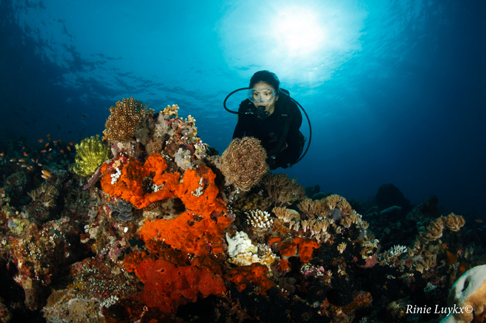 Corals at Pulau Dua - Diving in Lembeh Strait