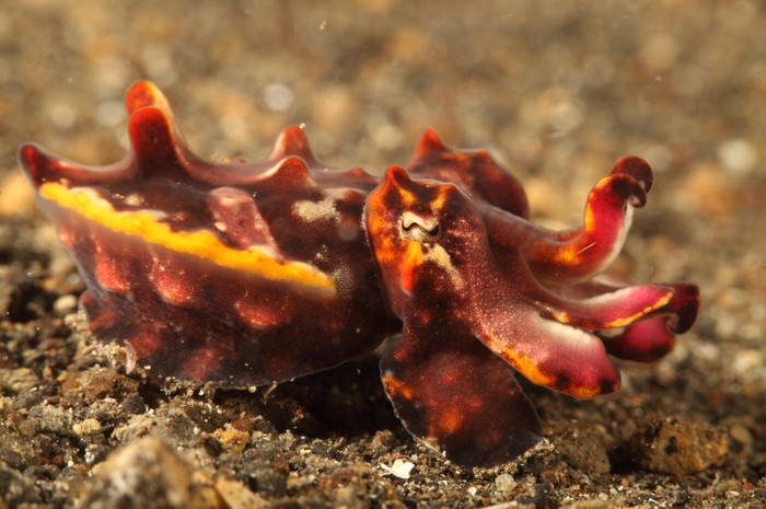 flamboyant-cuttlefish