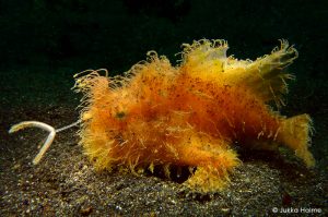 Hairy Frogfish - Divers Lodge Lembeh Resort