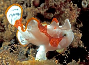 Juvenile Clown Frogfish - About Lembeh