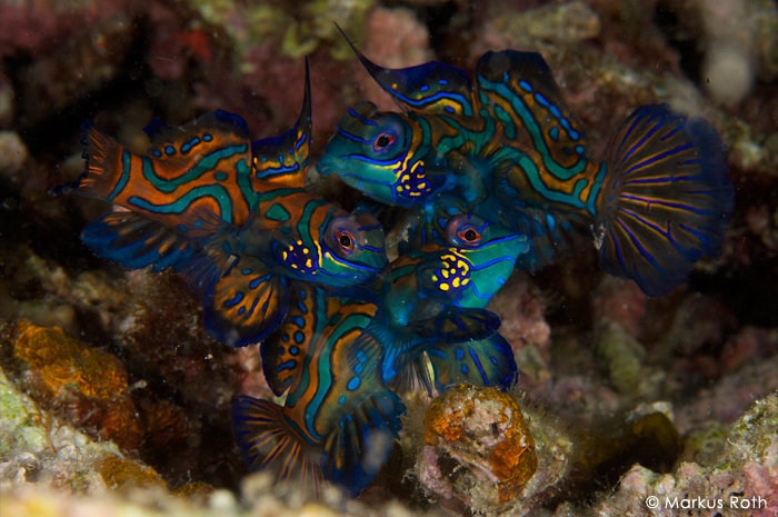 Mandarinfish Mating