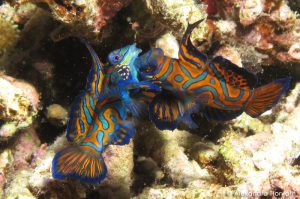 Mandarinfish Mating