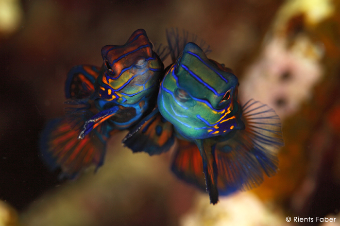 Mandarinfish mating - Diving in Lembeh Strait