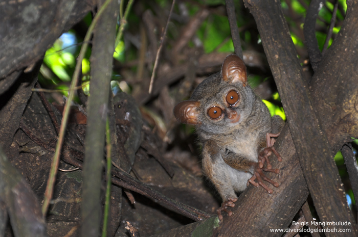 Tarsius in Divers Lodge Lembeh