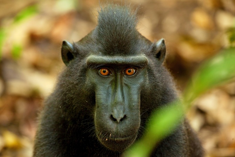 Tangkoko National Park Tour - Crested Black Macaque