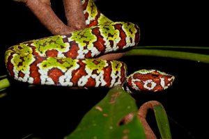 Snake at night in Tangkoko by Divers Lodge Lembeh