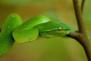 Snake in Tangkoko by Divers Lodge Lembeh