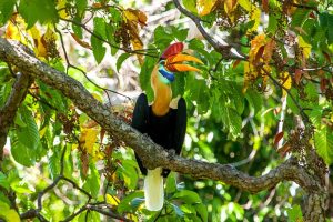 Hornbill in Tangkoko by Divers Lodge Lembeh