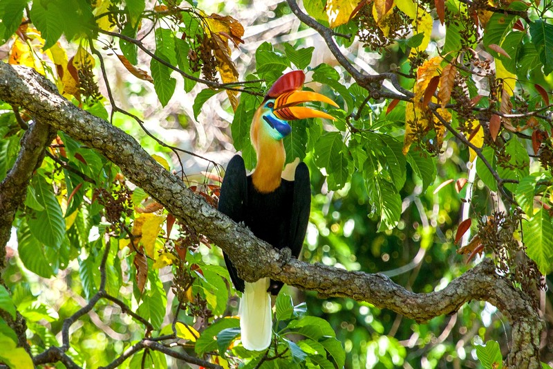 Hornbill in Tangkoko by Divers Lodge Lembeh