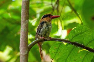 Kingfisher in Tangkoko by Divers Lodge Lembeh