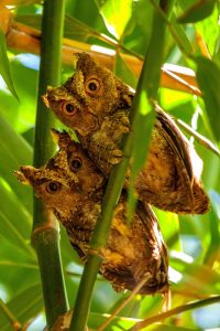 A pair of owls staring at the camera. - Divers Lodge Lembeh