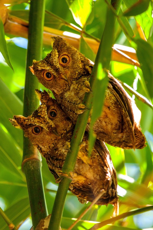 Tangkoko National Park Tour - A pair of owls staring at the camera.