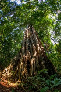 Tangkoko National Park Tour, Strangled Tree - Divers Lodge Lembeh Resort