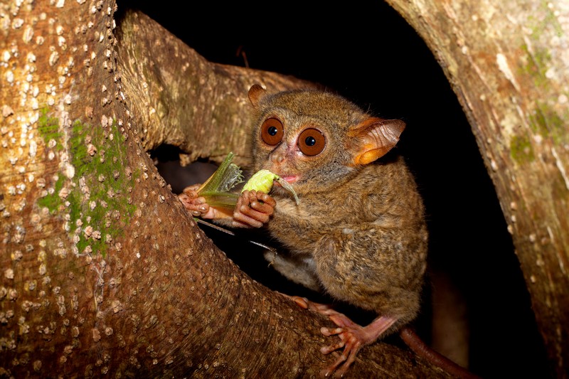 Tarsier in Tangkoko by Divers Lodge Lembeh