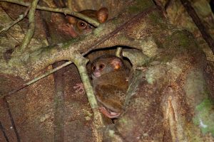 Tarsiers in Tangkoko by Divers Lodge Lembeh