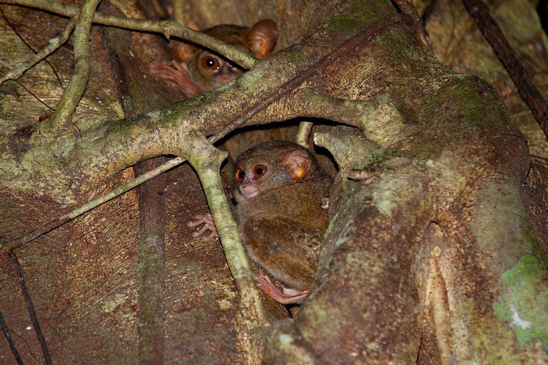 Tangkoko National Park Tour - Tarsiers