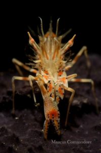 Tiger Shrimp at Divers Lodge Lembeh