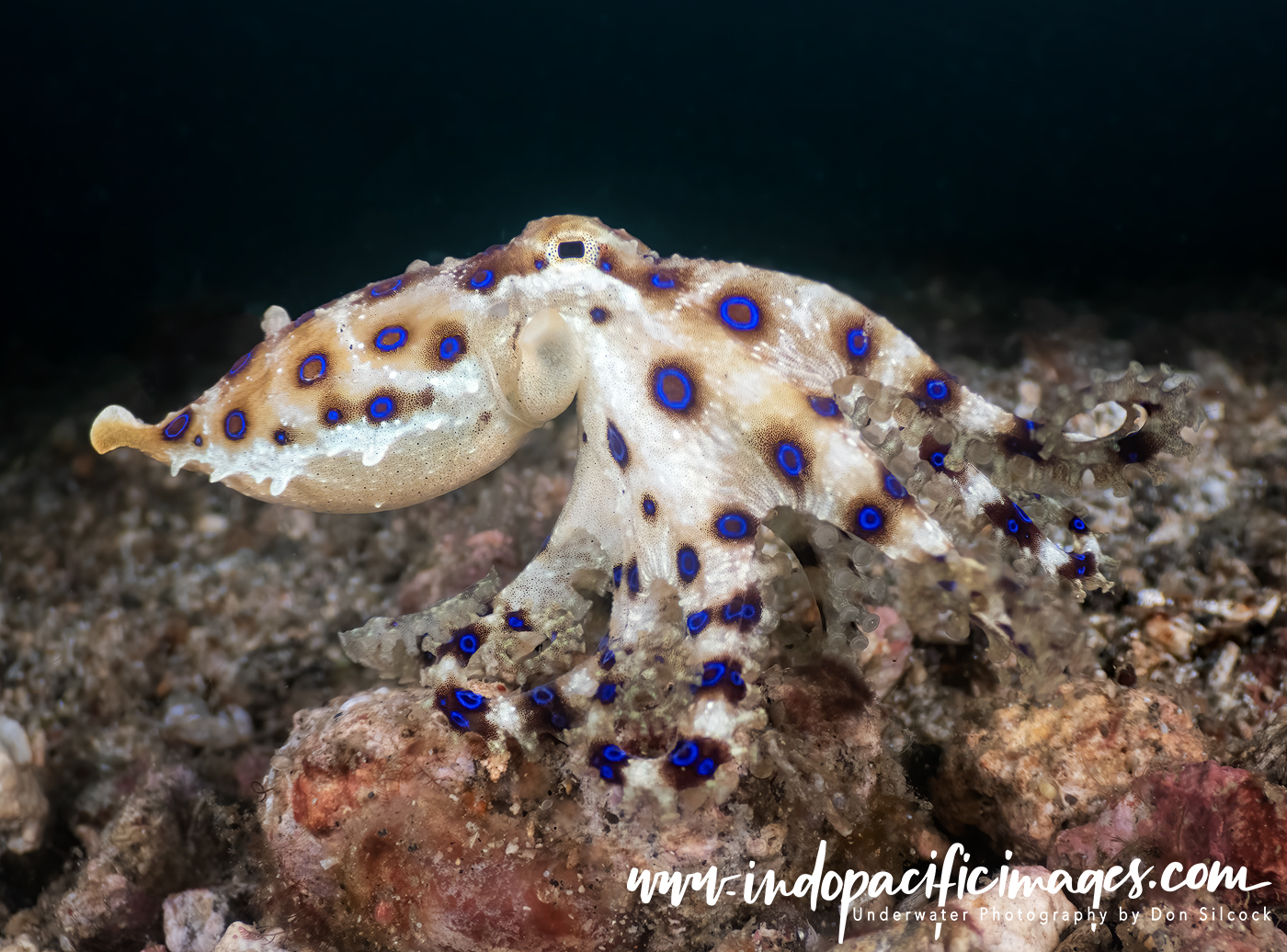 Blue Ringed Octopus, by Don Silcock - Divers Lodge Lembeh