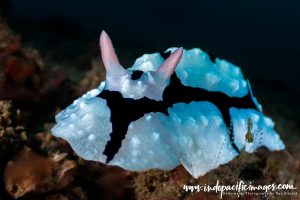 Nudibranch - Diving Lembeh Strait