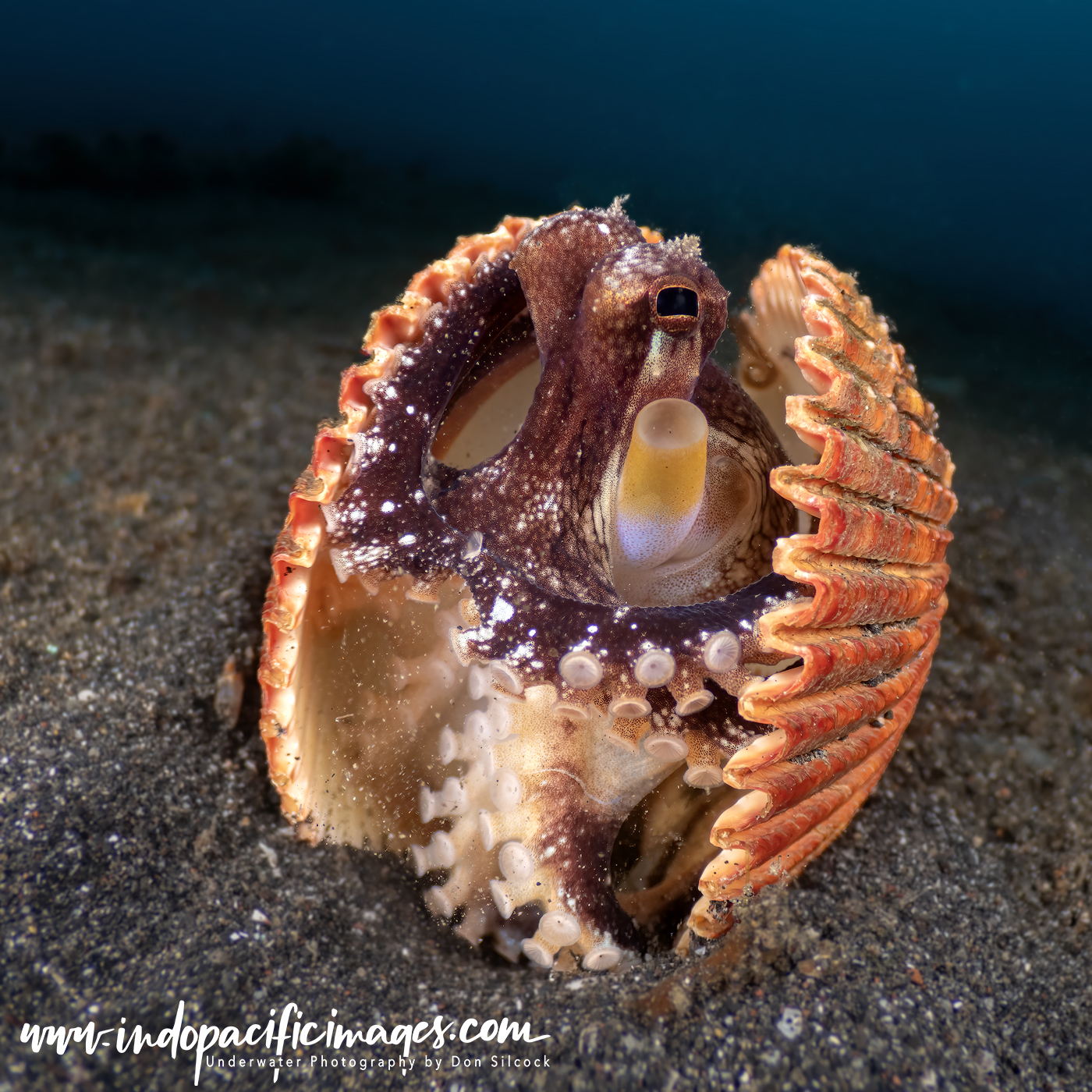 Coconut Octopus - Diving in Lembeh Strait