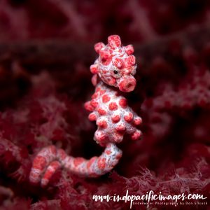 Pygmy Seahorse - By Don Silcock