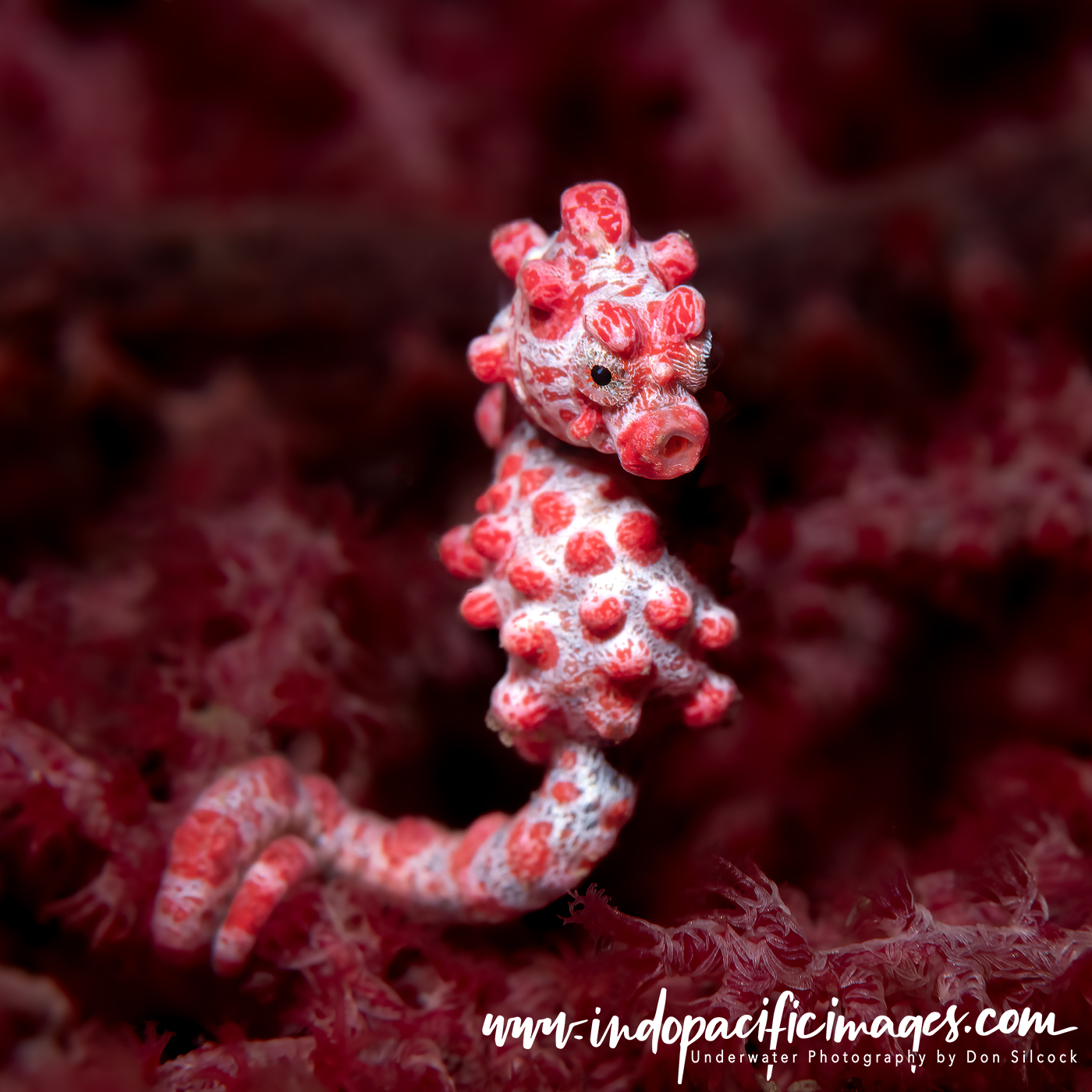 Pygmy Seahorse - Diving Lembeh Strait