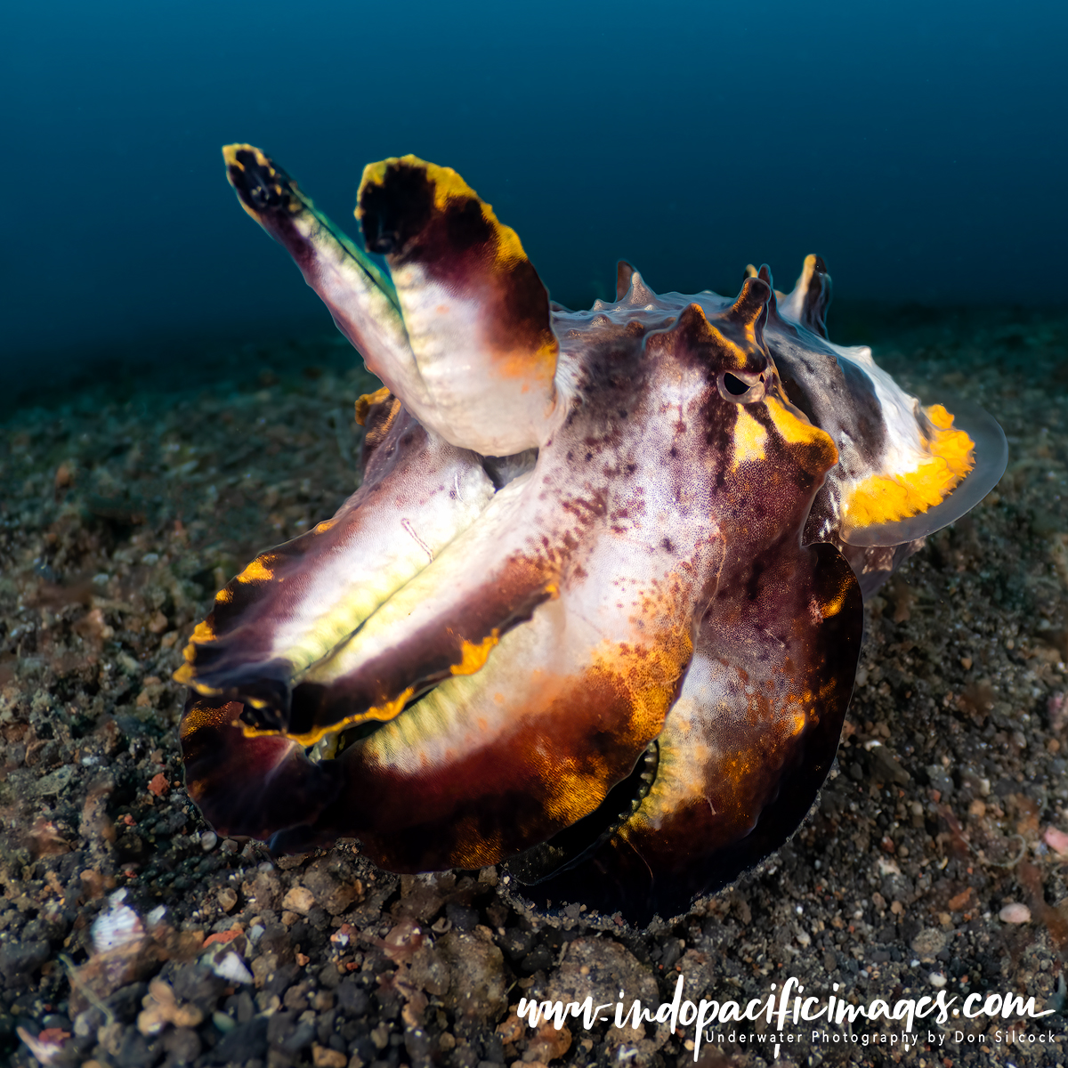 Flamboyant Cuttlefish - Diving in Lembeh Strait