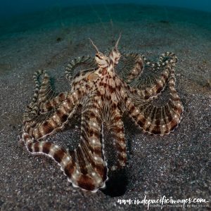 Mimic Octopus - Diving in Lembeh Strait