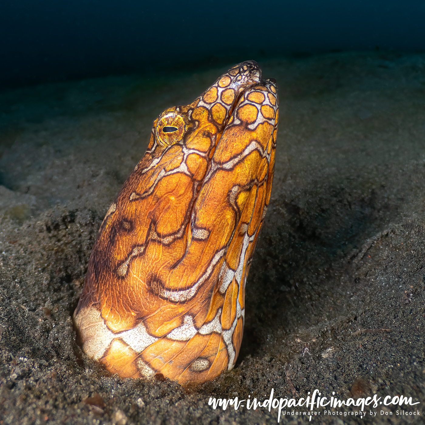 Snake Eel - Diving in Lembeh Strait