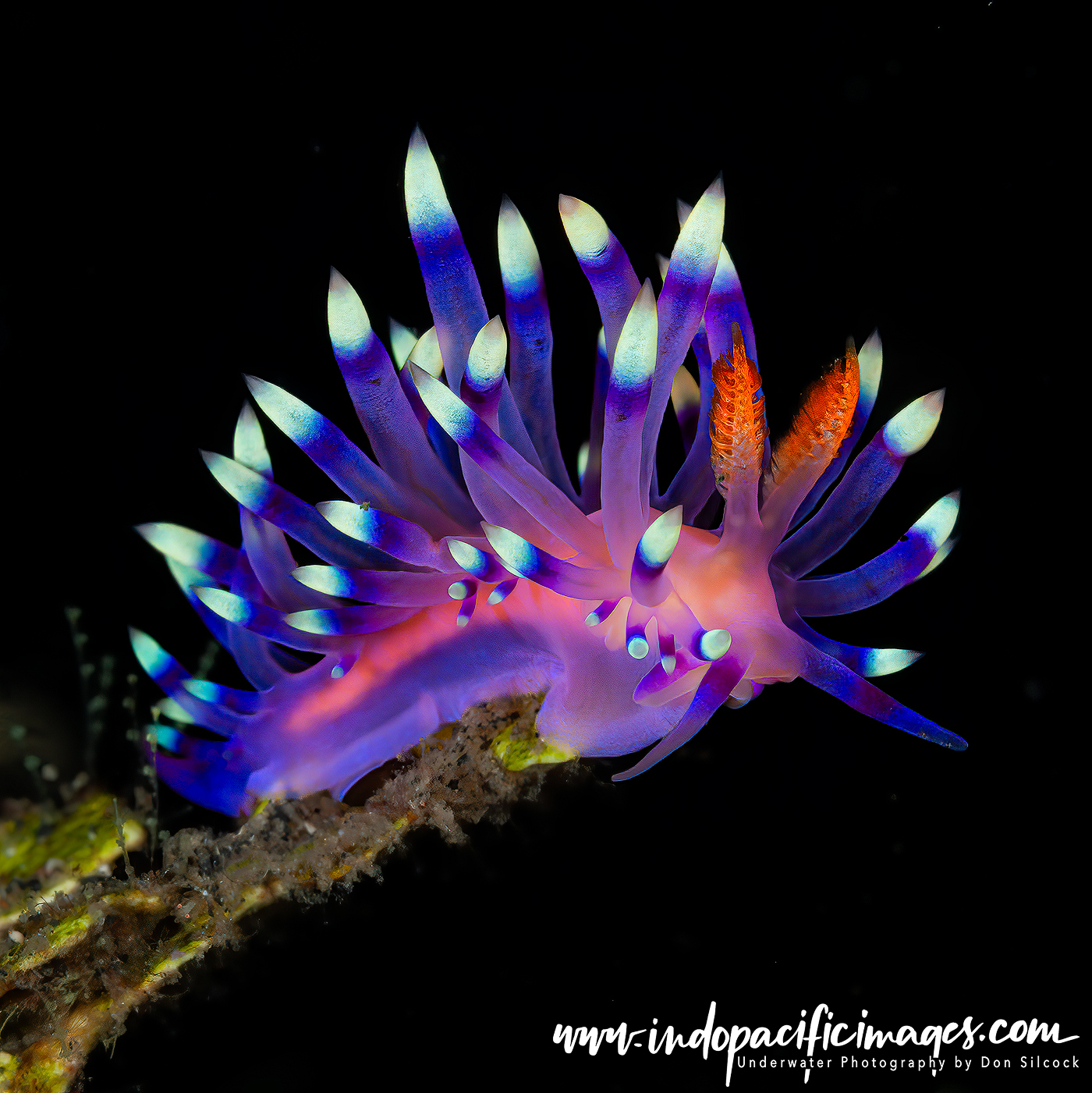 Nudibranch - Diving in Lembeh Strait