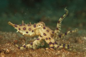 Blue-ringed Octopus - Diving in Lembeh Strait