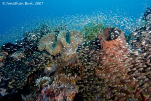 Corals - Diving in Lembeh Strait