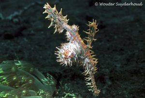 Ghost Pipefish - Diving in Lembeh Strait
