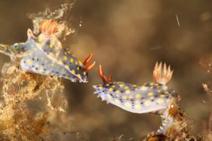 A pair of Nudibranch - Diving in Lembeh Strait