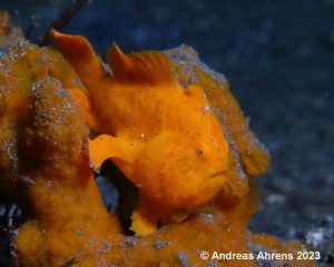 Painted frogfish - Lembeh Underwater Gallery