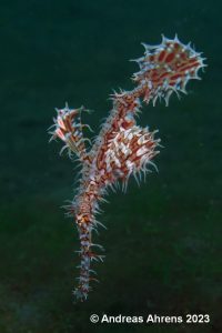 Ghost Pipefish - Lembeh Underwater Gallery