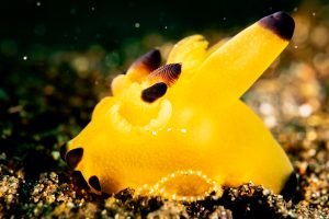 Pikachu Nudibranch - Diving in Lembeh