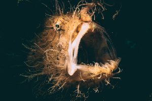 Hairy Frogfish - Diving in Lembeh