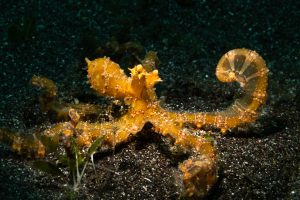 Wonderpus in Camoflauge - Lembeh Underwater Gallery