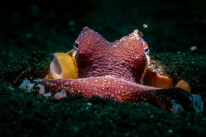 Coconut Octopus - Diving in Lembeh
