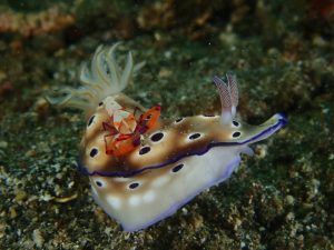 Shrimp and a Nudibranch - Lembeh Underwater Gallery