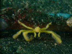 Orangutan Crab - Lembeh Underwater Gallery