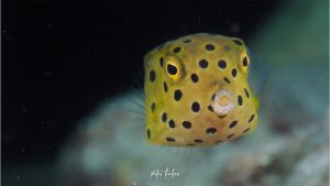 Boxfish - By Peter Huber