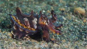 Flamboyant Cuttlefish - By Peter Huber