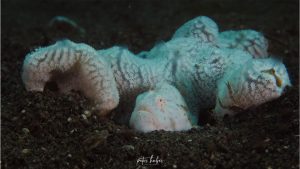 Frogfish - By Peter Huber