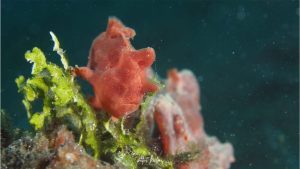 Frogfish - By Peter Huber